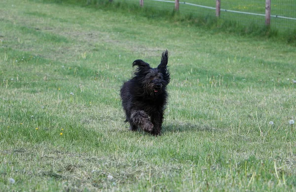 Eine Selektive Fokusaufnahme Eines Niedlichen Hundes Der Gras Läuft — Stockfoto