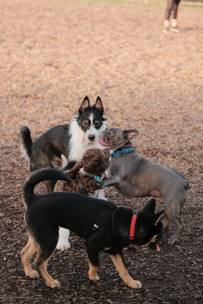 Plan Vertical Groupe Chiots Jouant Dans Parc Canin — Photo