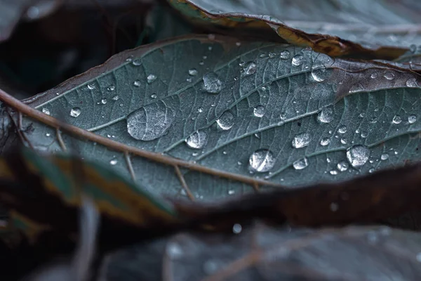 Primo Piano Bellissime Piantagioni Ricoperte Gocce Rugiada — Foto Stock