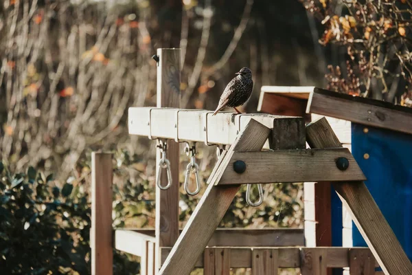 Nahaufnahme Eines Haussperlings Garten — Stockfoto