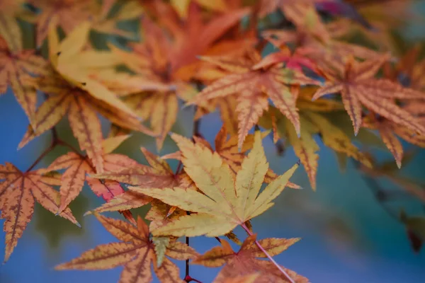 Een Selectieve Focus Shot Van Mooie Herfstbladeren — Stockfoto