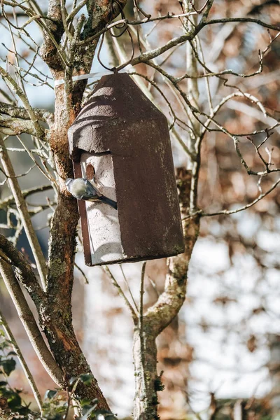 Een Close Shot Van Vogel Van Hout Nest — Stockfoto