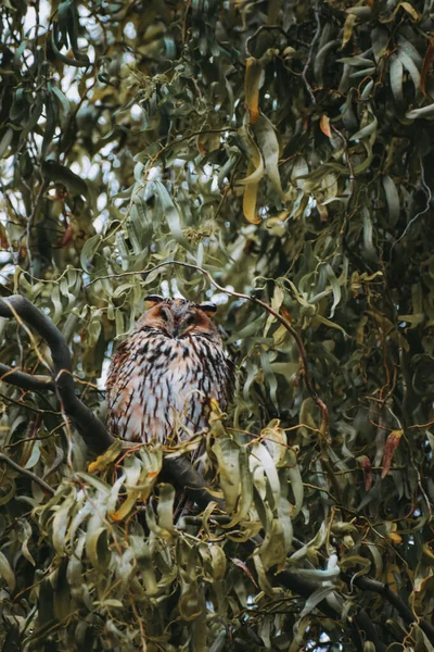 Eine Braune Eule Hockt Auf Einem Ast Wald — Stockfoto