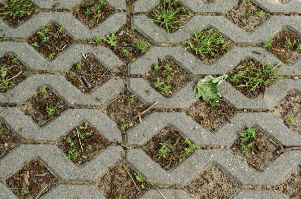 Överblick Över Trottoarer Med Grönt Gräs Växer Mellan Blocken — Stockfoto