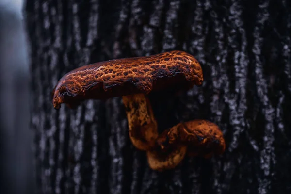 Gros Plan Champignon Arboricole Dans Une Forêt — Photo