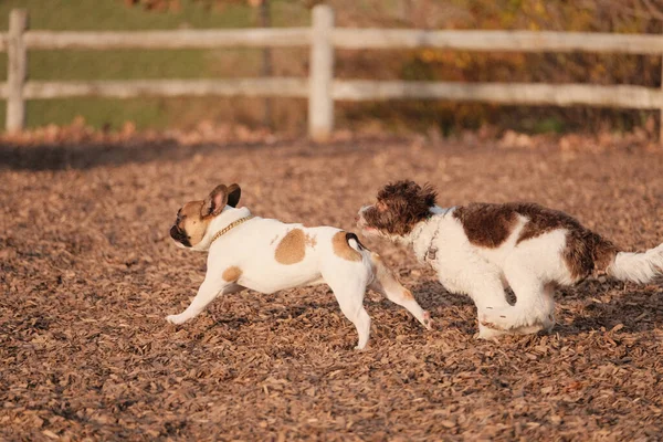 Köpek Parkında Kovalamaca Oynayan Sevimli Pofuduk Köpeklerin Güzel Bir Fotoğrafı — Stok fotoğraf