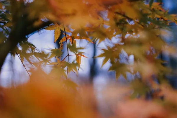 Mise Point Sélective Belles Feuilles Automne Dans Parc — Photo