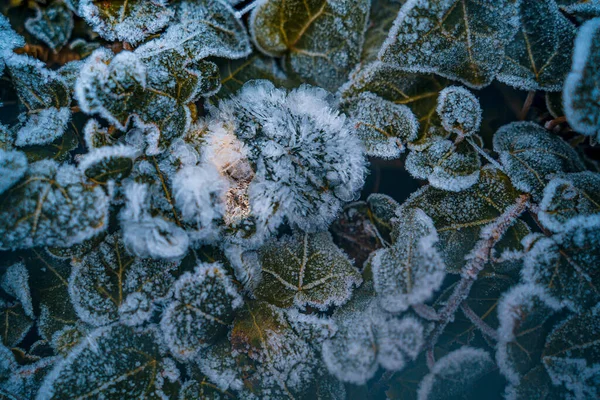 Vysoký Úhel Mrazu Rostlinách — Stock fotografie