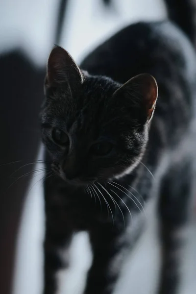 一只好奇的黑猫的垂直特写 — 图库照片