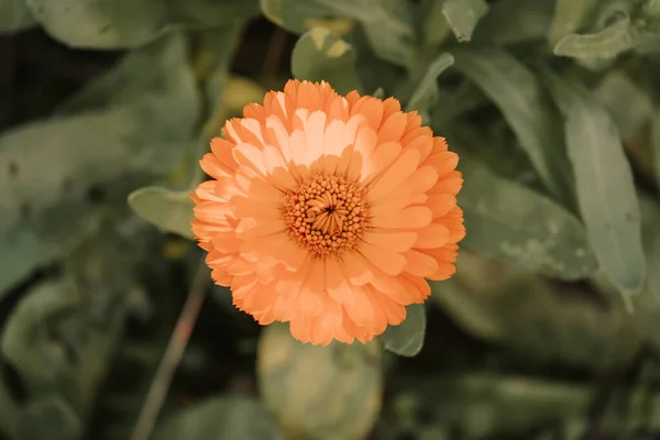 Primer Plano Flor Caléndula Jardín —  Fotos de Stock