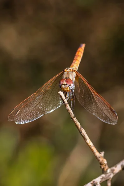 Eine Rote Libelle Ihrer Natürlichen Umgebung Fotografiert — Stockfoto