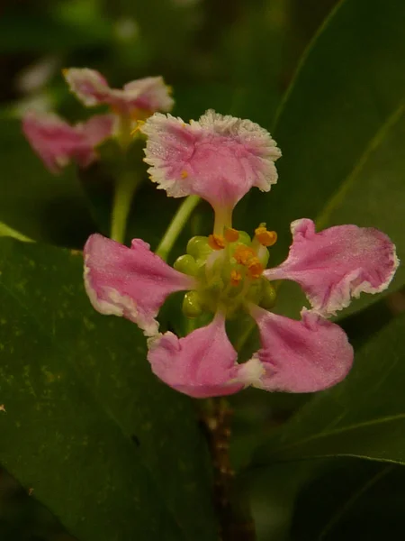 Une Prise Vue Sélective Acérola Fleurs Cerisier — Photo