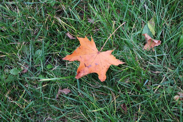 Selektivní Záběr Spadlého Podzimního Listí Trávu — Stock fotografie