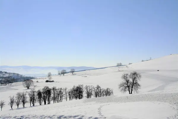 Vacker Vinter Landskap Utsikt Över Några Granar Ett Fält Täckt — Stockfoto