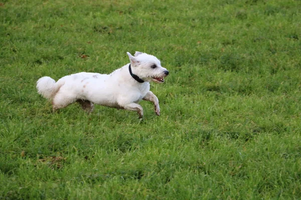 Tiro Selectivo Del Foco Perro Lindo Que Corre Hierba —  Fotos de Stock