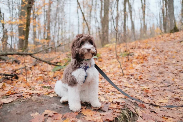 Adorable Fluffy Labradoodle Posing Forest — Stock Photo, Image