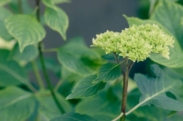 Belo Tiro Flores Hortênsia Pânico Verde Durante Dia — Fotografia de Stock