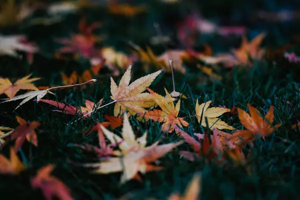 Enfoque Selectivo Las Hojas Caídas Otoño Hierba —  Fotos de Stock