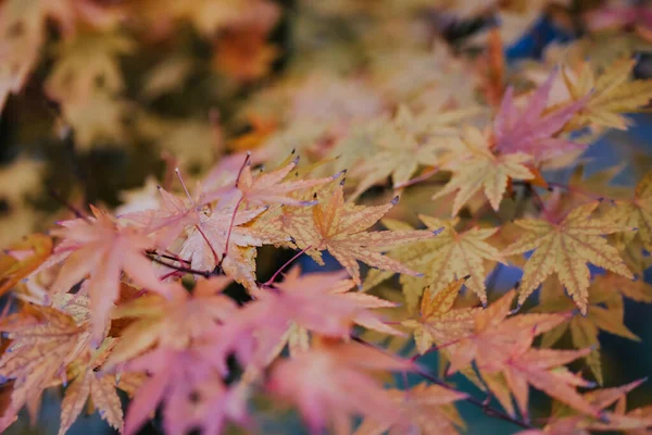 아름다운 나뭇잎의 선택적 — 스톡 사진