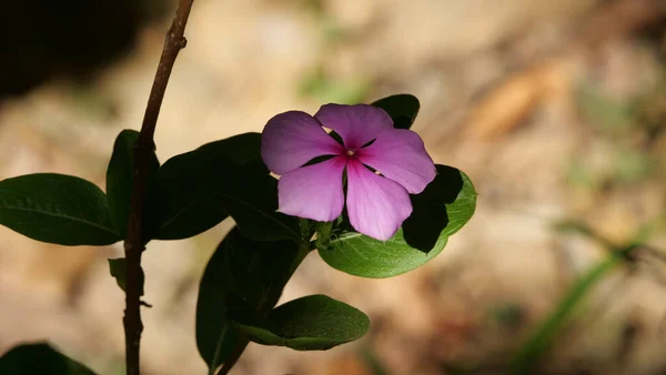 Gros Plan Belles Fleurs Roses Poussant Dans Champ Par Une — Photo