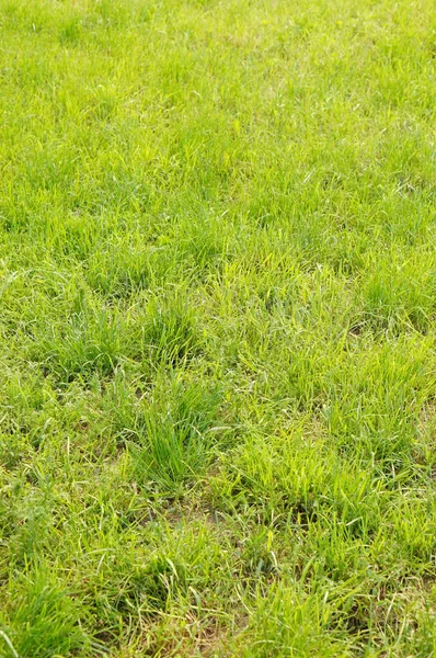 新鮮な緑の草の垂直ショット ストック画像