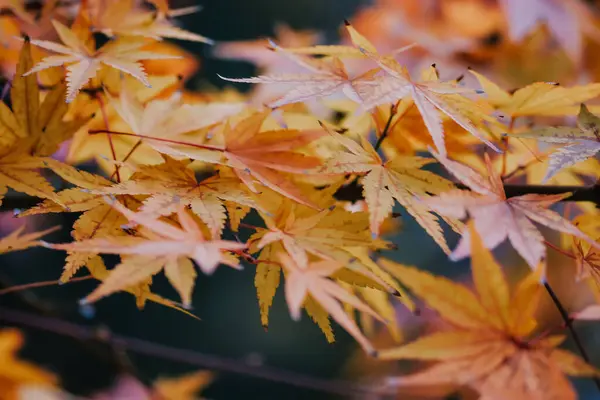 Gros Plan Belles Feuilles Automne Colorées Dans Parc Idéal Pour — Photo