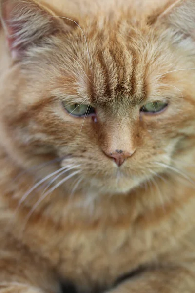 Portrét Načechrané Zrzavé Kočky Krásnýma Zelenýma Očima — Stock fotografie