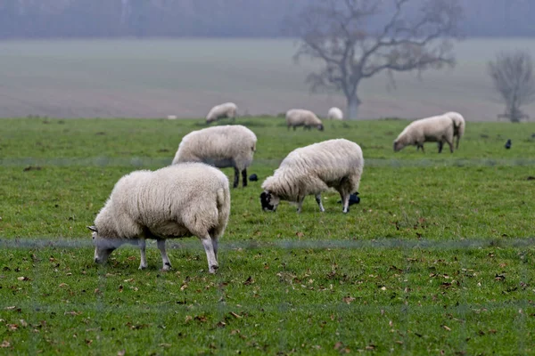 Stado Owiec Wypasanych Łące Fellbrig Hall Norfolk — Zdjęcie stockowe