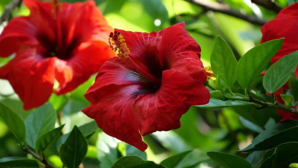 Closeup Shot Bright Red Hibiscus Flowers — Stock Photo, Image