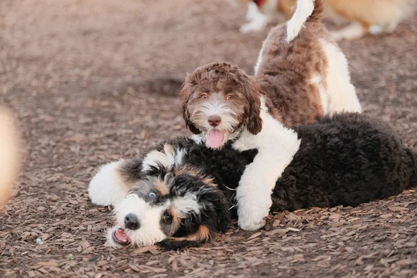 Primo Piano Due Cuccioli Carini Che Giocano Parco — Foto Stock