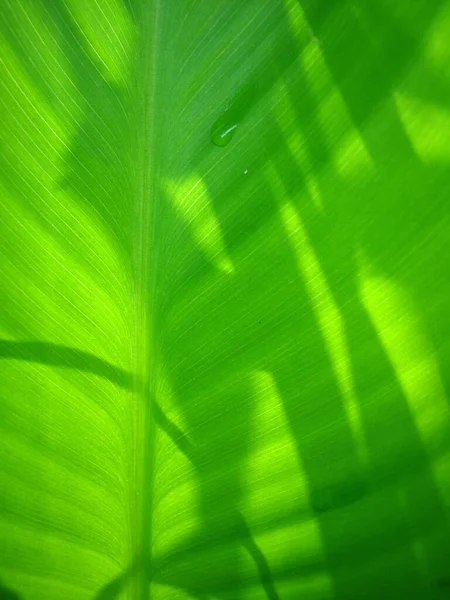 Close Folhagem Verde Fresca Perfeito Para Fundo — Fotografia de Stock