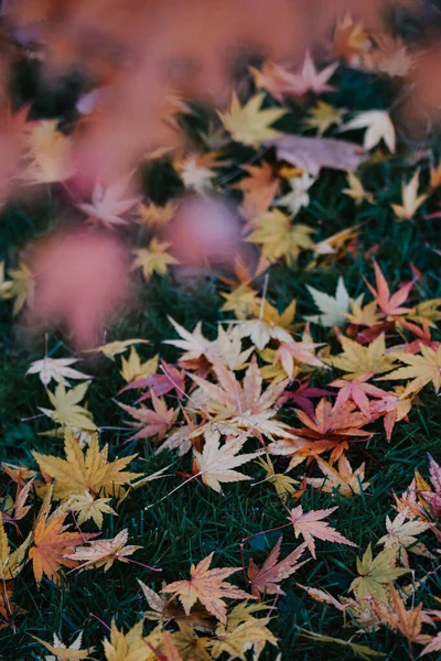 Ein Blick Von Oben Auf Gefallene Herbstblätter Gras — Stockfoto