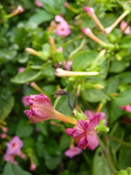 Selektiv Fokus Skott Vackra Rosa Fyra Blommor — Stockfoto