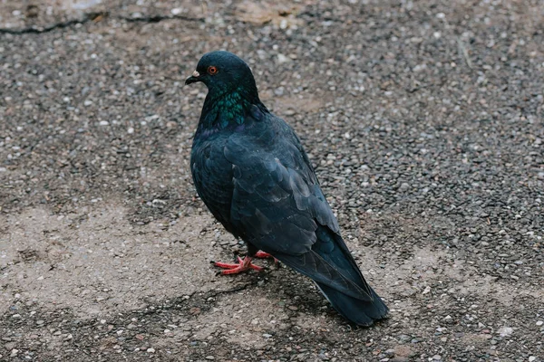 Nahaufnahme Einer Taube Einem Park — Stockfoto