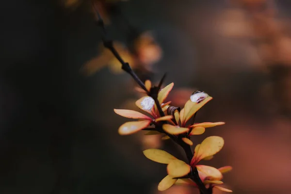 Nahaufnahme Eines Regentropfens Auf Den Blättern Einer Pflanze — Stockfoto