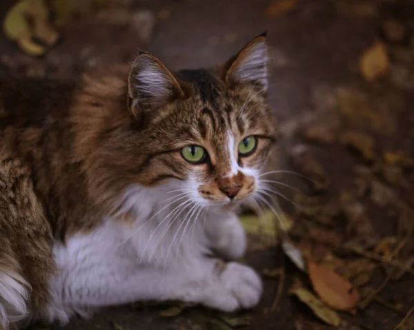 Yeşil Gözlü Güzel Sokak Kedisi — Stok fotoğraf