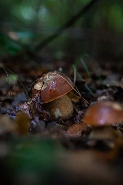 Vertikální Detailní Záběr Divoké Houby Lese Zelení — Stock fotografie