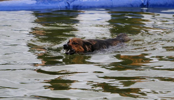Ένα Επιλεκτικό Πλάνο Εστίασης Ενός Χαριτωμένου Σκύλου Που Κολυμπάει Μια — Φωτογραφία Αρχείου