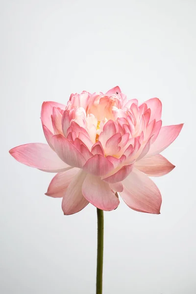 Plan Vertical Une Fleur Lotus Sur Fond Blanc — Photo