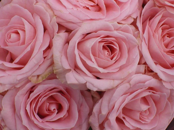 Zbliżenie Ujęcie Pięknych Różowych Róż — Zdjęcie stockowe