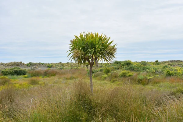 Vista Árvore Repolho Cordyline Australis Whatipu Scenic Reserve Tussockland — Fotografia de Stock