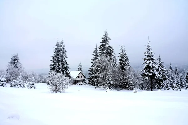 雪に覆われた野原のいくつかのモミの木の美しい冬の風景 — ストック写真