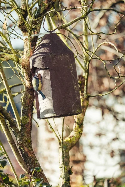 Eine Nahaufnahme Des Hölzernen Vogelnestes — Stockfoto