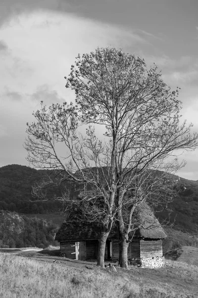 Romanya Daki Apuseni Dağları Ndaki Bir Köy Kulübesinin Yapraksız Ağaçların — Stok fotoğraf