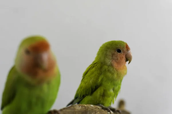 Primer Plano Tortolitos Cara Rosada Posados Sobre Una Rama Madera —  Fotos de Stock