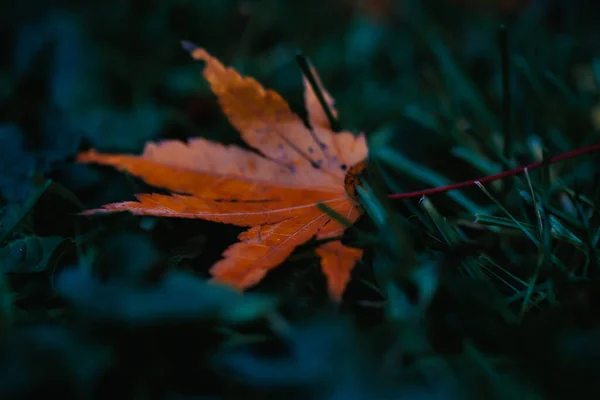 Närbild Skott Torr Höst Löv Grönt Gräs Park — Stockfoto