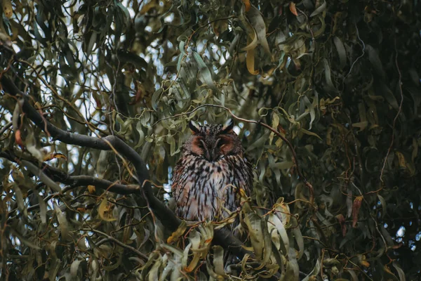 Une Chouette Brune Perchée Sur Une Branche Arbre Dans Une — Photo