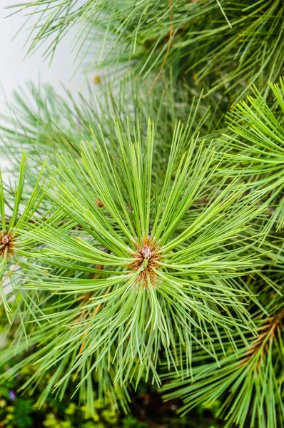 Yeşil Bir Çam Ağacını Iğnelerle Kapatın — Stok fotoğraf