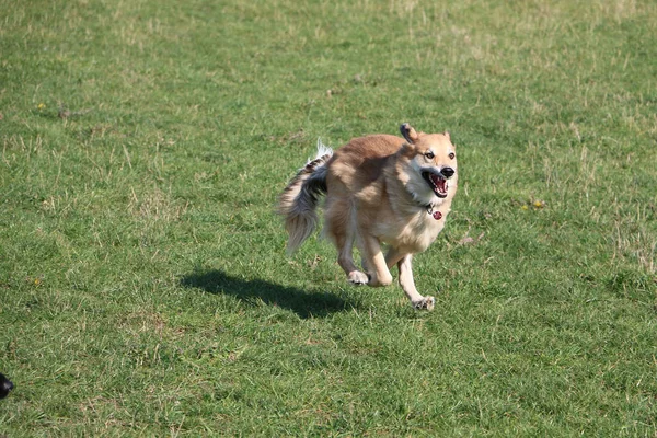 Colpo Messa Fuoco Selettiva Cane Carino Che Corre Nell Erba — Foto Stock