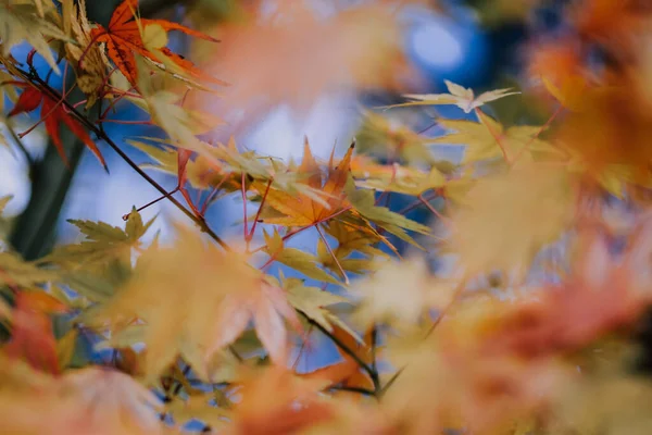 Closeup Shot Beautiful Colorful Autumn Leaves Park Great Natural Wallpaper — Stock Photo, Image